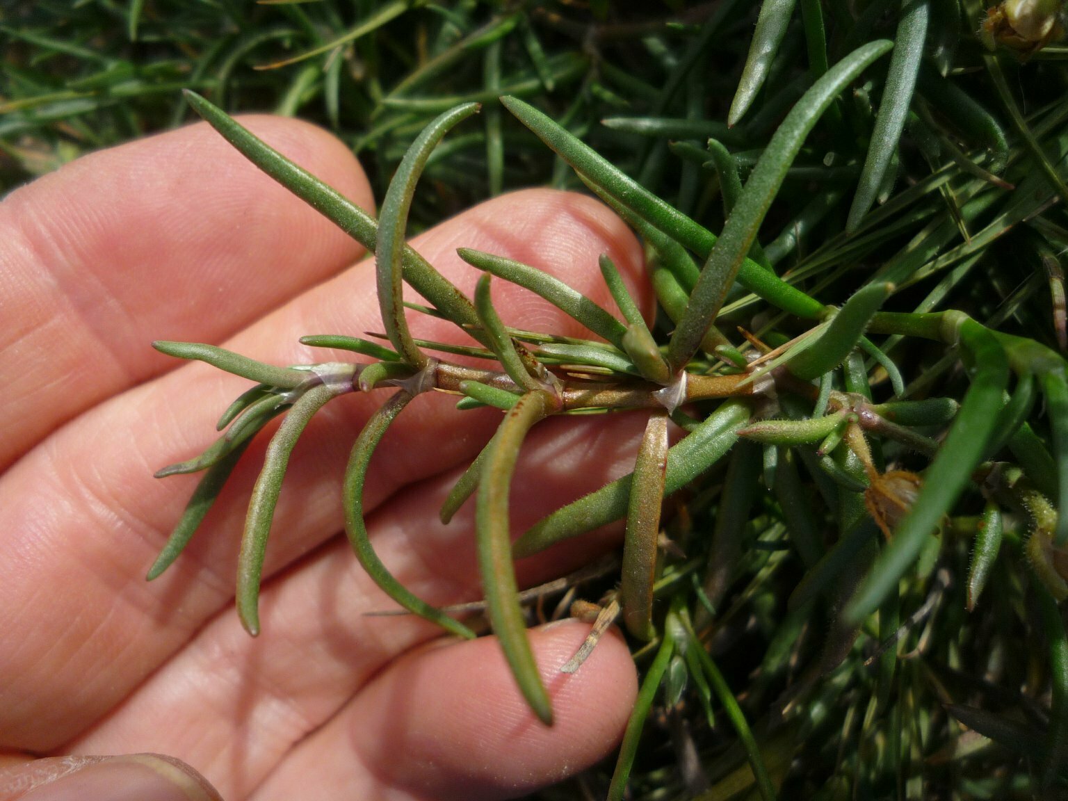 High Resolution Spergularia macrothea Leaf